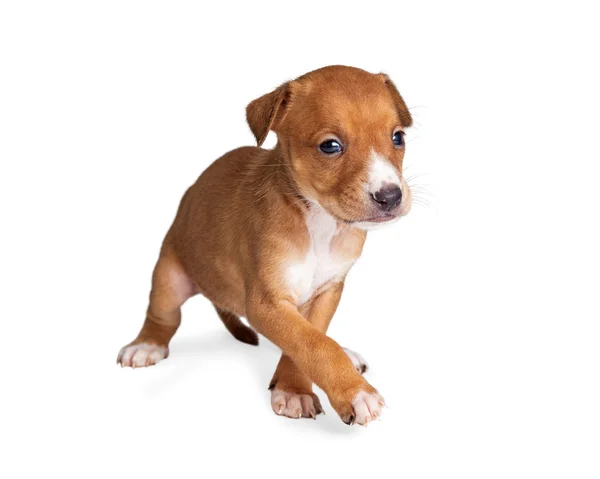 Pequeño cachorro caminando — Foto de Stock