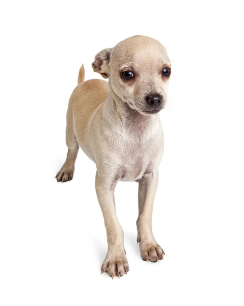 Chihuahua blanco asustado — Foto de Stock