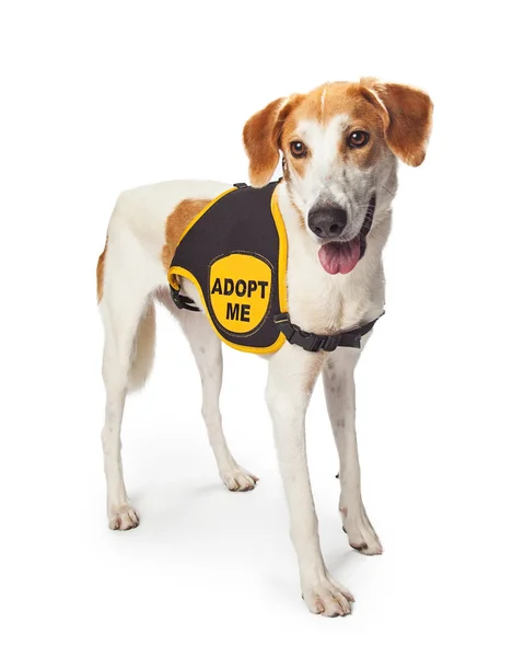 Rescue Dog Wearing Vest — Stock Photo, Image