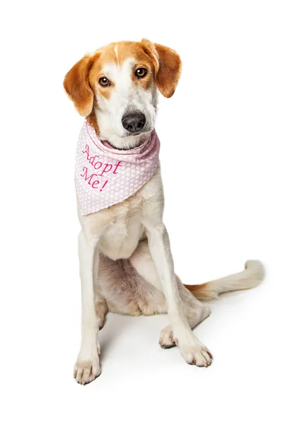 Sad Dog Wearing Bandana — Stock Photo, Image