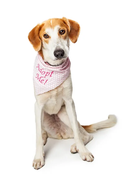 Cão triste vestindo Bandana — Fotografia de Stock