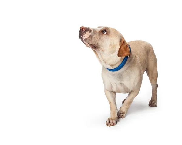 Cão assustado olhando para cima — Fotografia de Stock