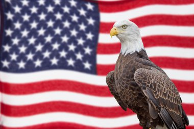 Amerikan kel kartal ve dalgalanan bayrak