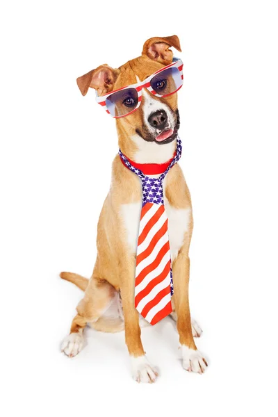 Cão vestindo gravata e óculos — Fotografia de Stock