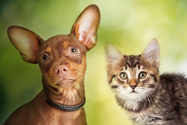 Niedliches Kätzchen und Hund — Stockfoto