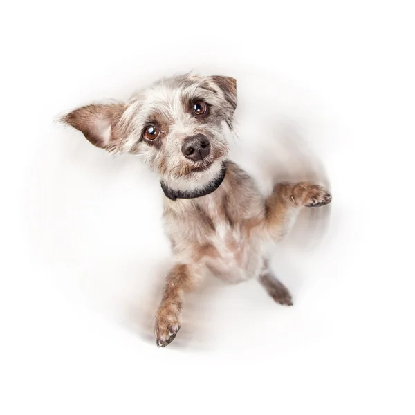 Возбужденная собачья прялка — стоковое фото