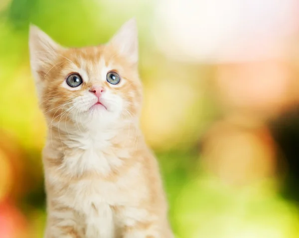 Porträtt av söt kattunge — Stockfoto