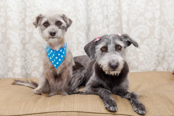 Dos perros terrier —  Fotos de Stock