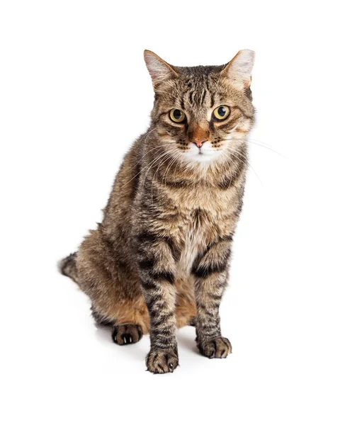 Adult tabby cat — Stock Photo, Image