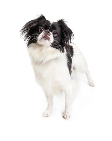 Pekingese gemengd rashond — Stockfoto