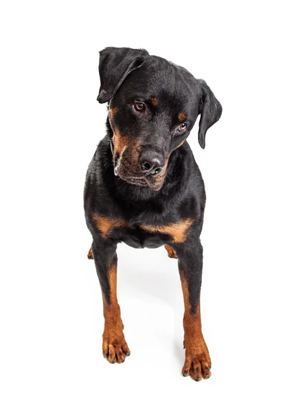 Plutôt grand Rottweiler — Photo