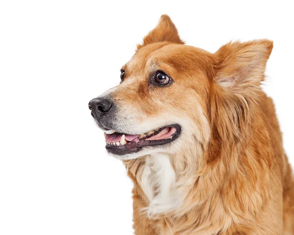Vriendelijke en gelukkige hond — Stockfoto