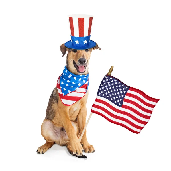 Cão vestindo chapéu patriótico americano — Fotografia de Stock