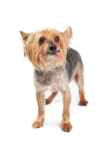 Little terrier dog — Stock Photo, Image