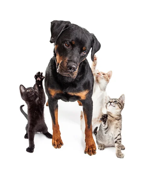 Gatinhos brincando com Rottweiler — Fotografia de Stock