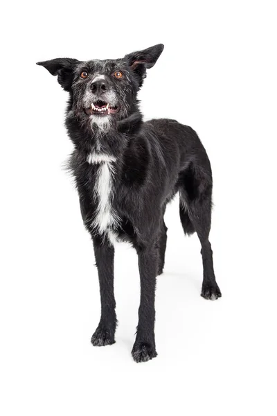 Hund med svart tilltufsad päls — Stockfoto