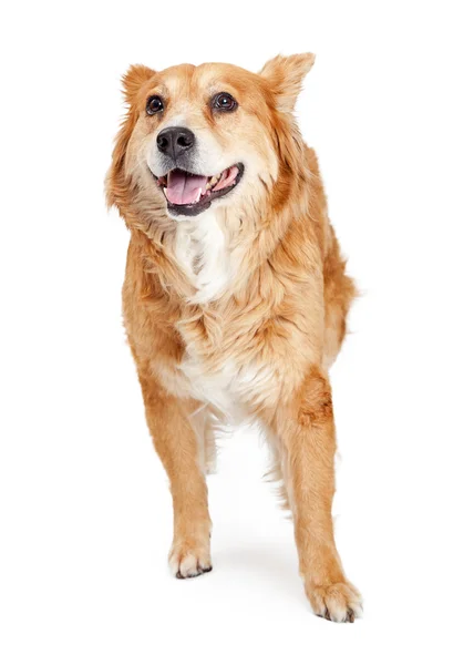 Przyjazny duży pies rasy mieszanej — Zdjęcie stockowe