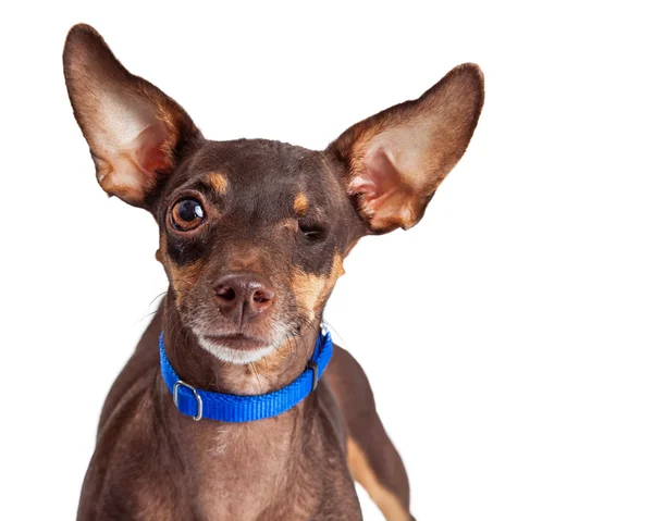 片目の小型犬 — ストック写真