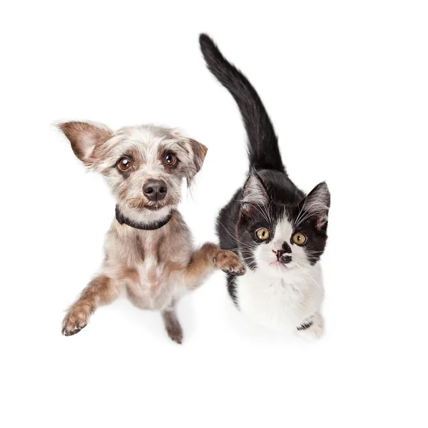 Köpek ve kedi birlikte — Stok fotoğraf