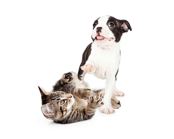 Gatito juguetón y cachorro — Foto de Stock