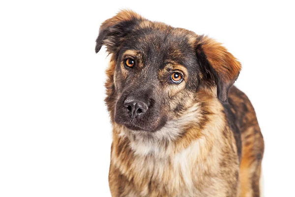 Shepherd mixed breed dog — Stock Photo, Image