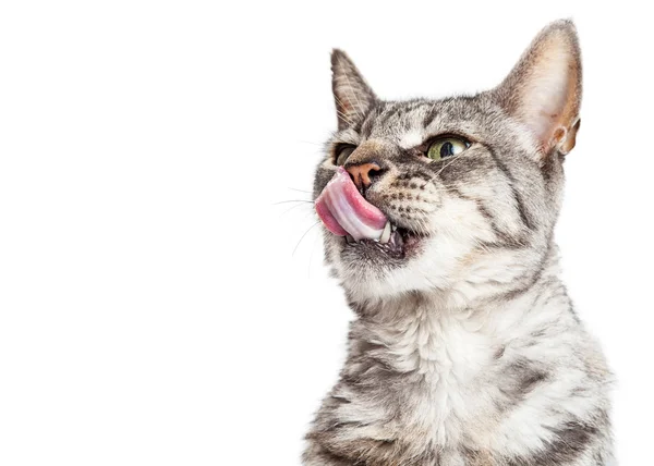 Gato divertido con lengua —  Fotos de Stock