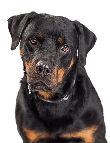 Szép nagy Rottweiler — Stock Fotó