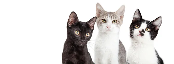 Tre gattini insieme — Foto Stock