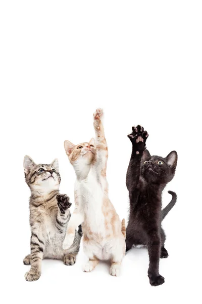 Cute and playful kittens — Stock Photo, Image