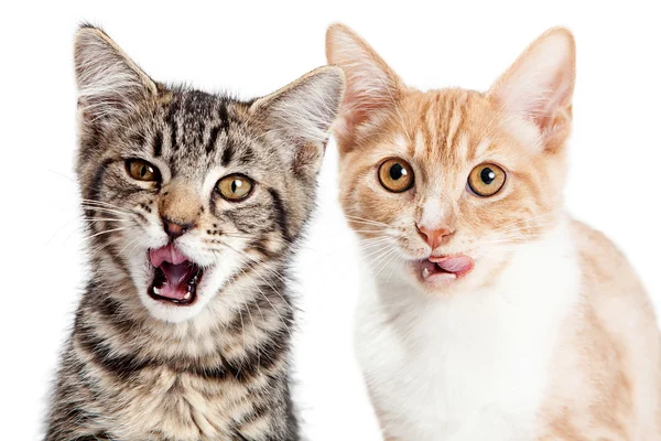 Cute hungry kittens — Stock Photo, Image