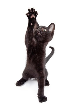  küçük siyah yavru kedi