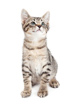 çok güzel tabby yavru kedi 