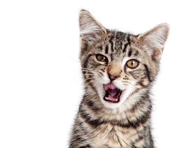 şirin aç yavru kedi 