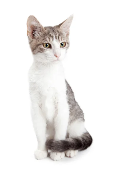 Gri ve beyaz kısa-kıl yavru kedi — Stok fotoğraf