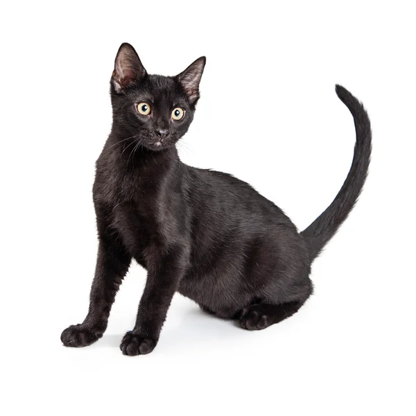 Adorable gatito negro —  Fotos de Stock