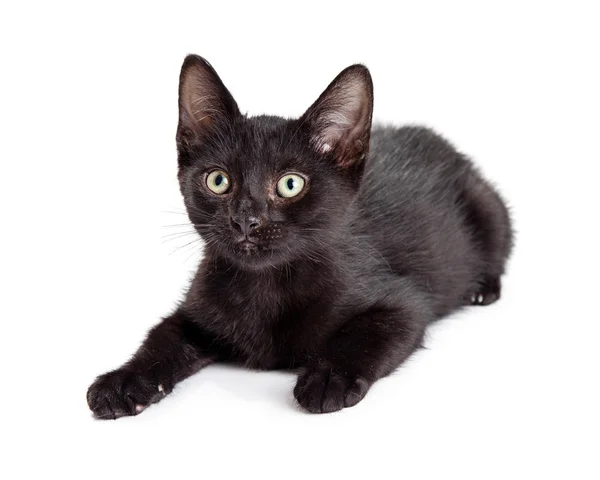 Schattig zwart katje — Stockfoto
