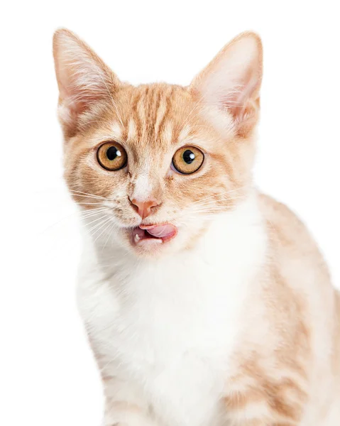 Котенок с открытым ртом — стоковое фото