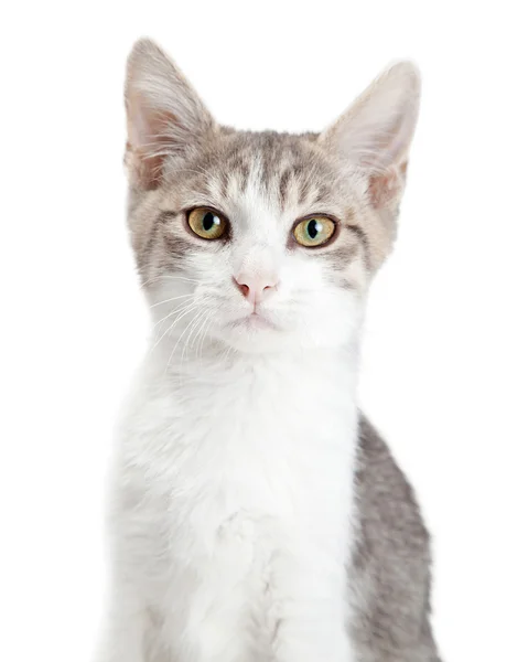 Gatto grigio e bianco — Foto Stock