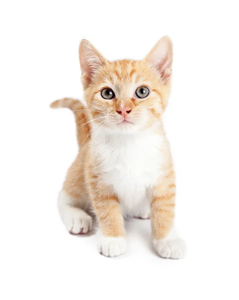 Gatito naranja tabby — Foto de Stock