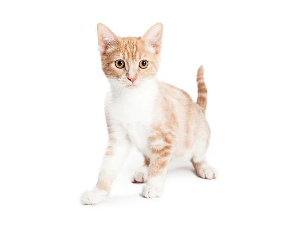 Pomarańczowy pręgowany kotek — Zdjęcie stockowe