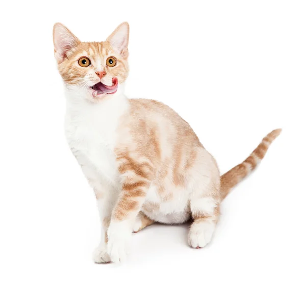 Gatito con la boca abierta —  Fotos de Stock