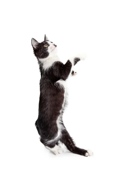 Şirin kedi yavrusu ayakta — Stok fotoğraf