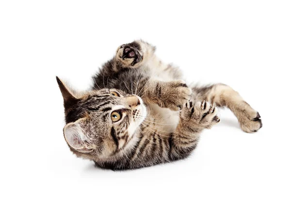 Kitten rollen op rug — Stockfoto