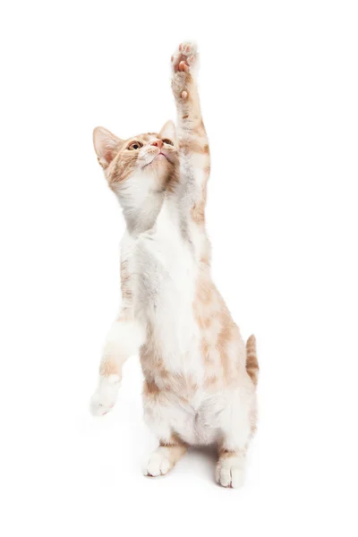 Pequeño gatito naranja juguetón —  Fotos de Stock