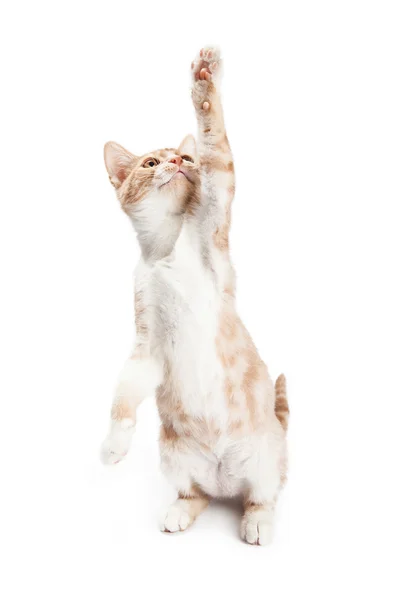 Playful little orange kitten — Stock Photo, Image