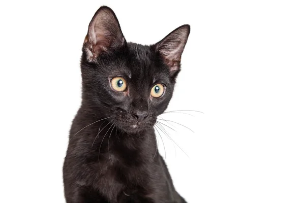 Śliczny czarny kotek — Zdjęcie stockowe