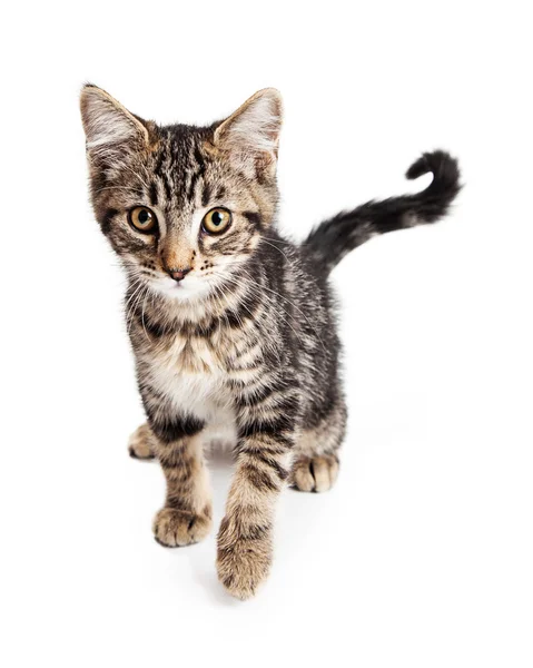 Cute tabby kitten — Stock Photo, Image