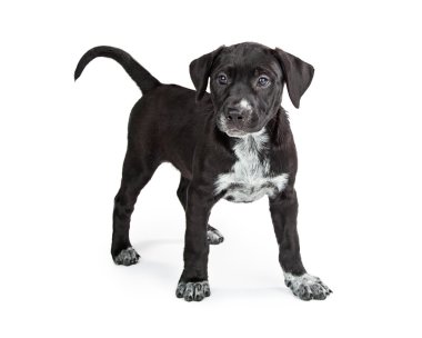 Sevimli genç köpek yavrusu