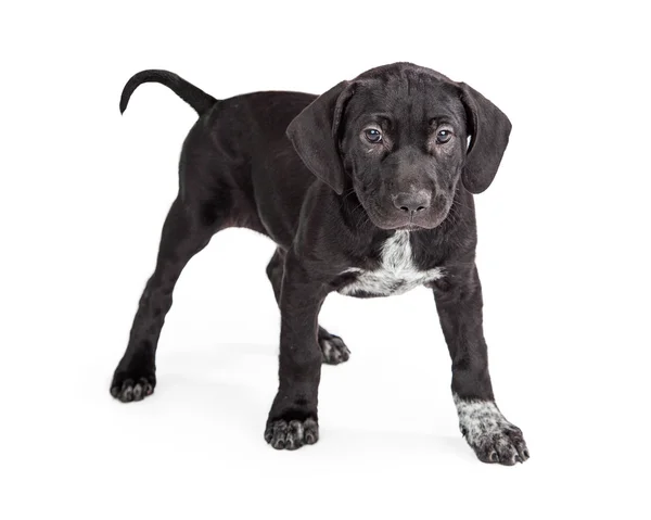 Puppy with Black and White fur — Stock Photo, Image