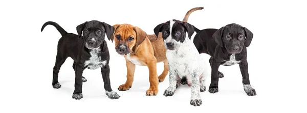 Cachorros de raza mixta — Foto de Stock